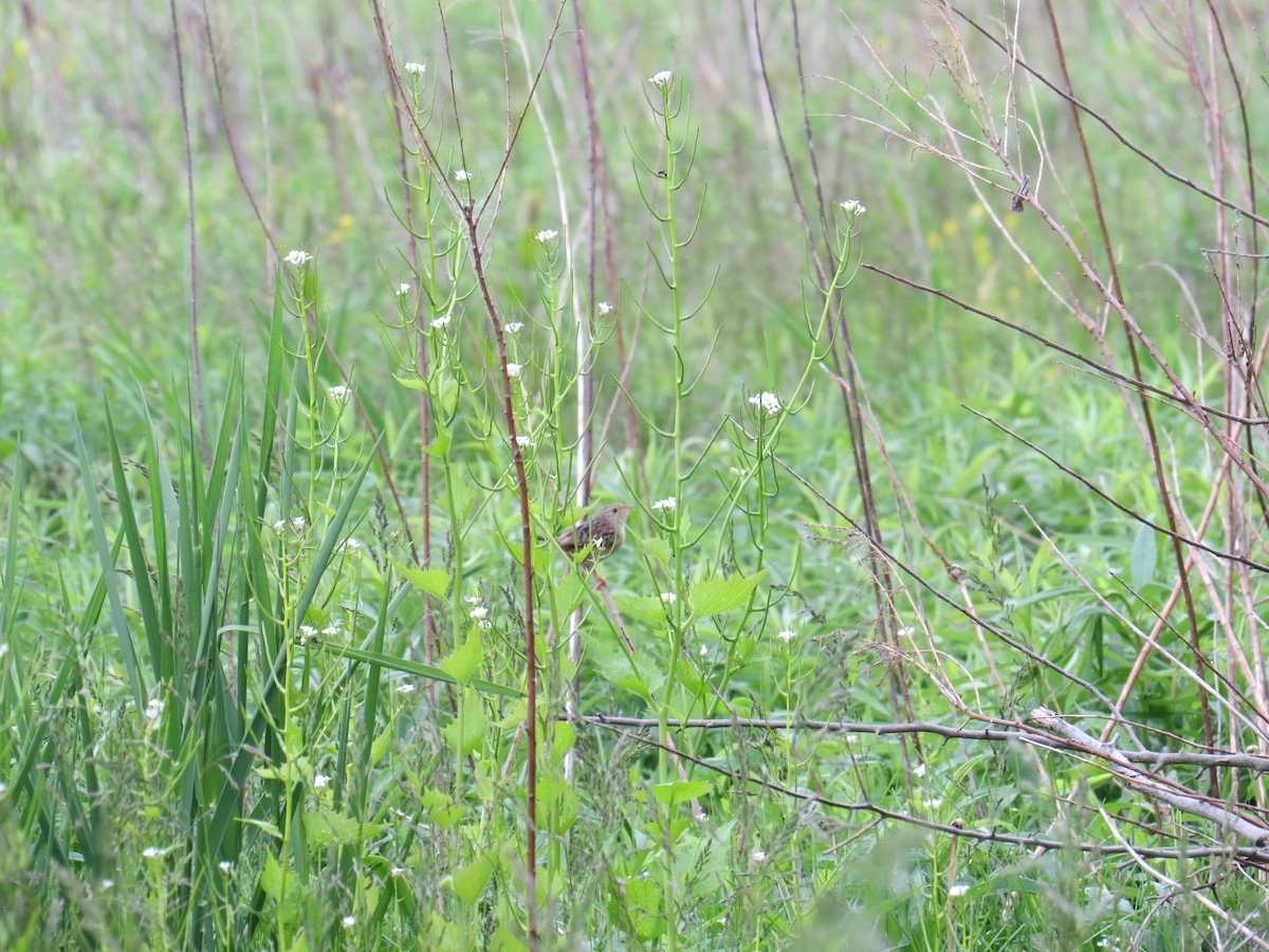 Sedge Wren - ML453253271
