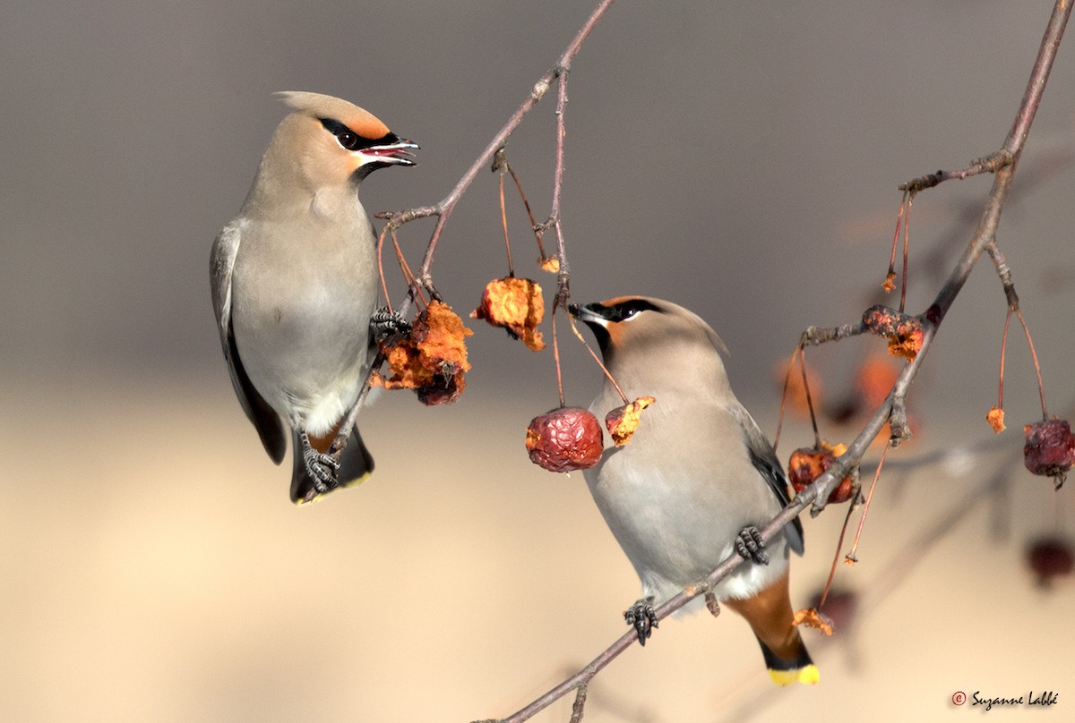 Bohemian Waxwing - ML45325391