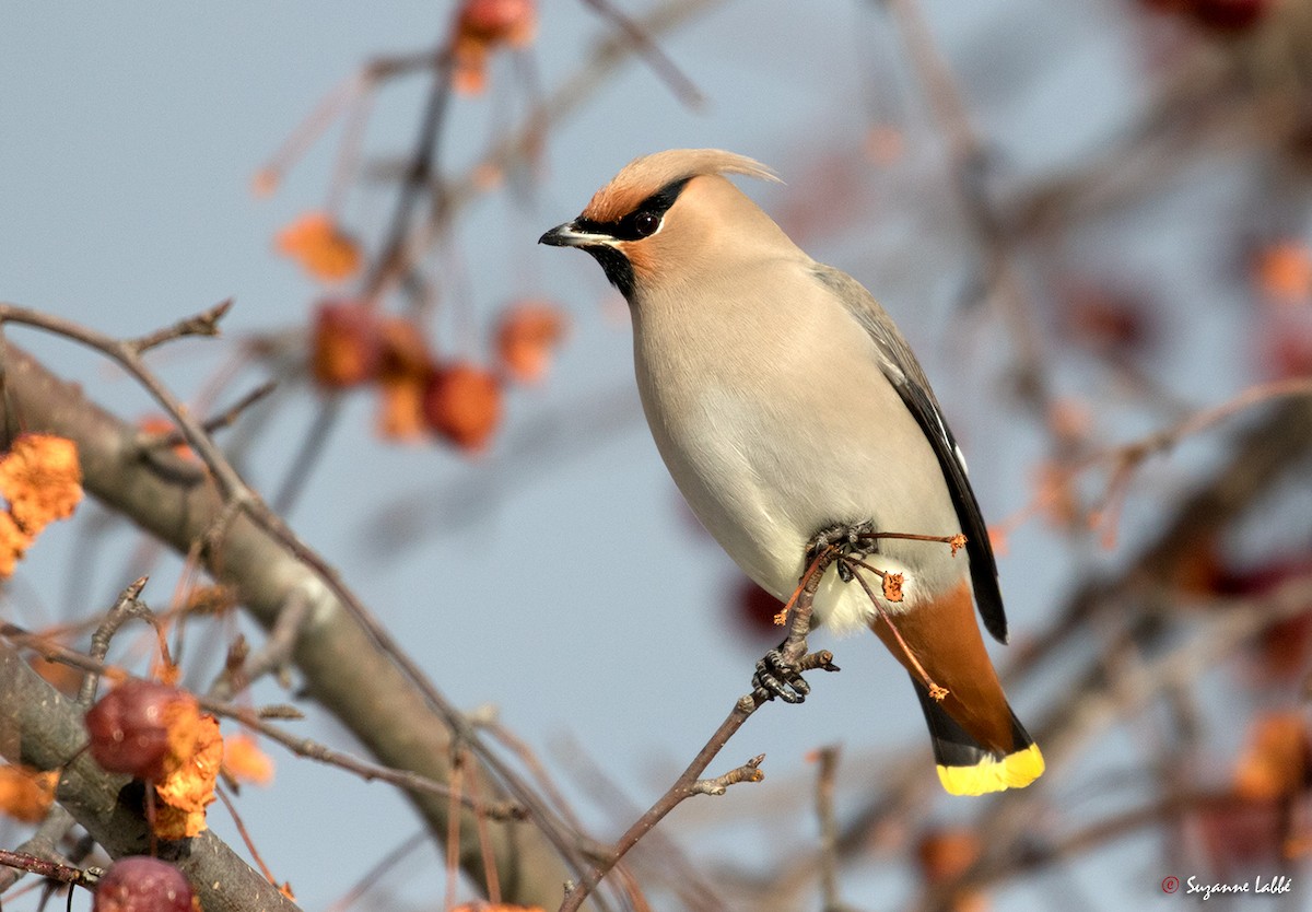 Bohemian Waxwing - ML45325401