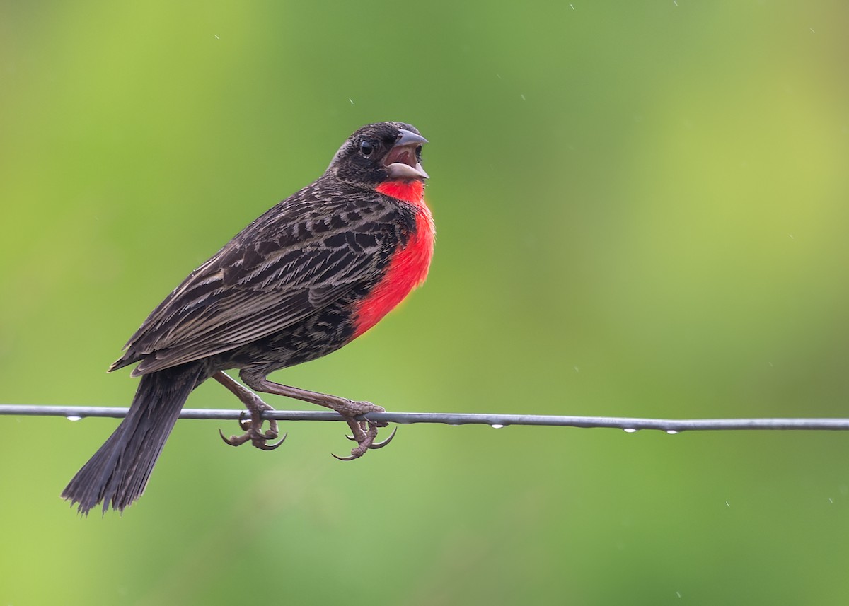 Red-breasted Meadowlark - ML453254041