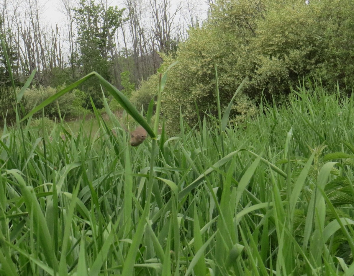 Sedge Wren - ML453254321