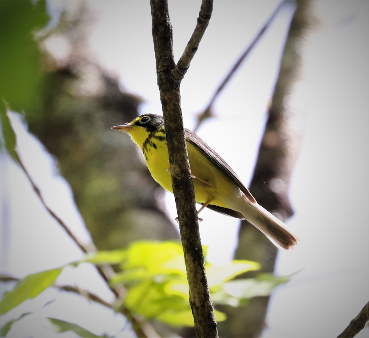 Canada Warbler - ML453254761