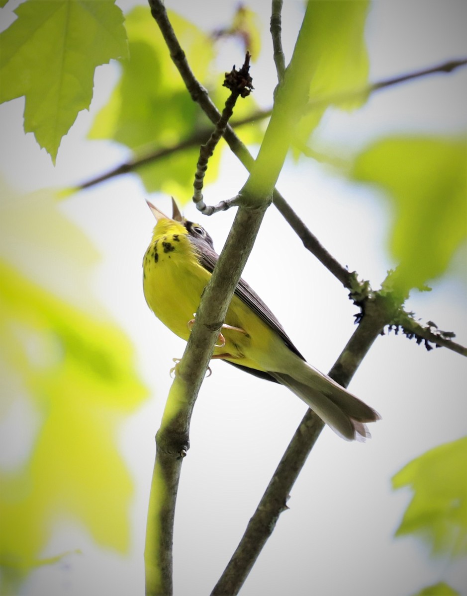 Canada Warbler - ML453254791