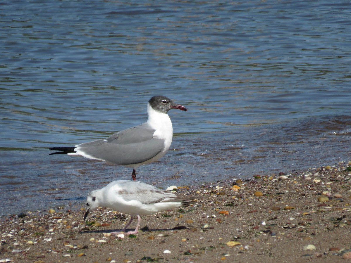 Bonaparte's Gull - ML453255401