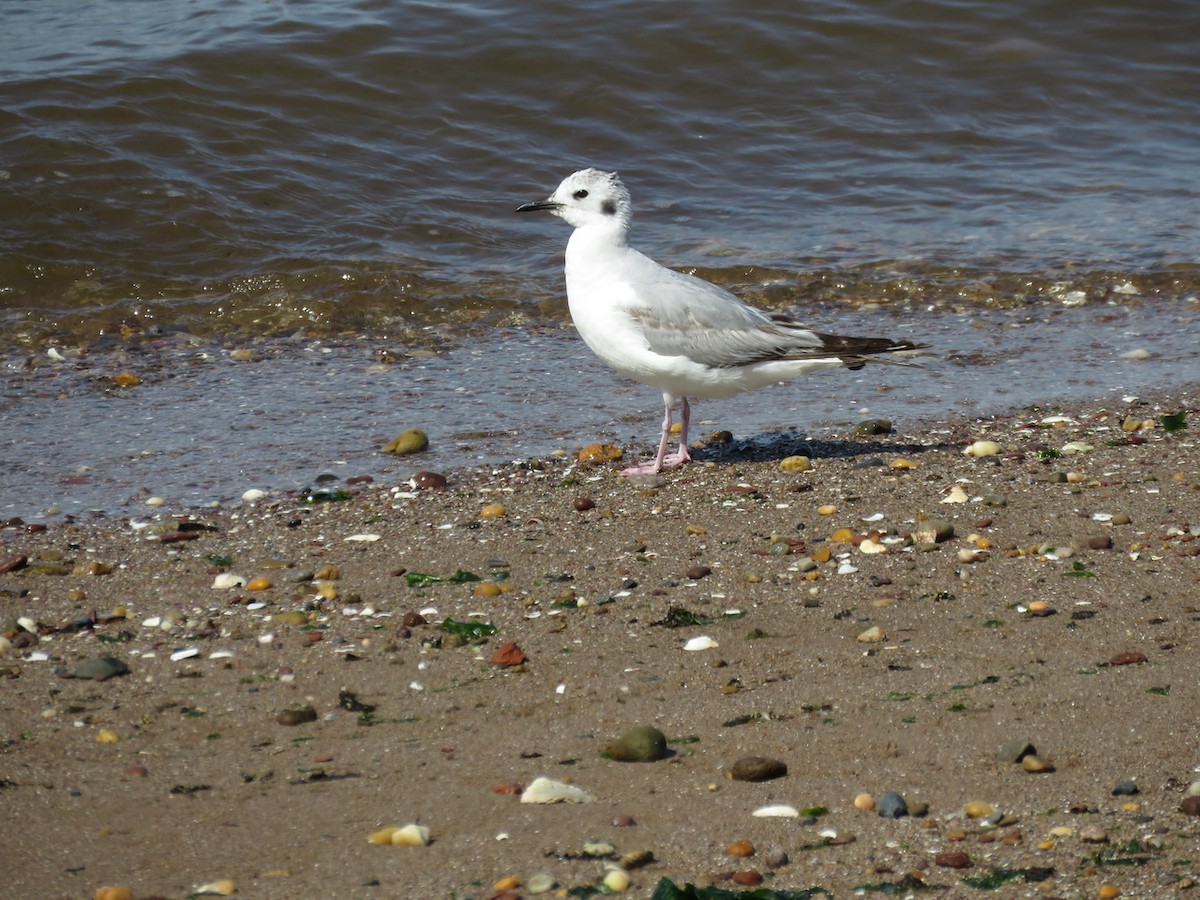 Bonaparte's Gull - ML453255471