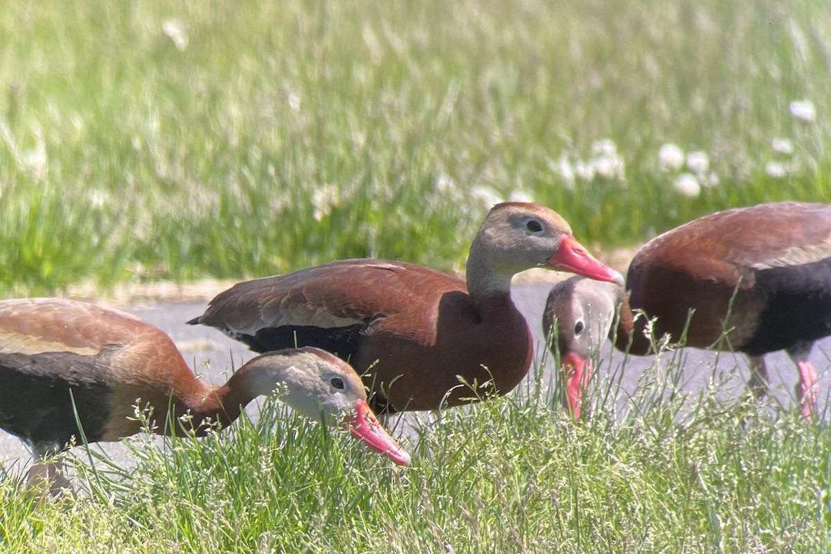 Black-bellied Whistling-Duck - ML453255491