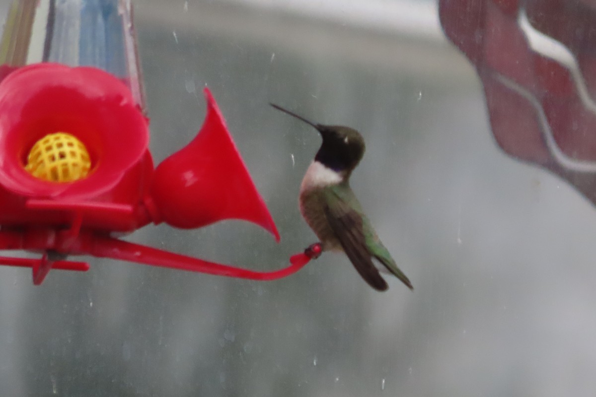 Black-chinned Hummingbird - ML453256051