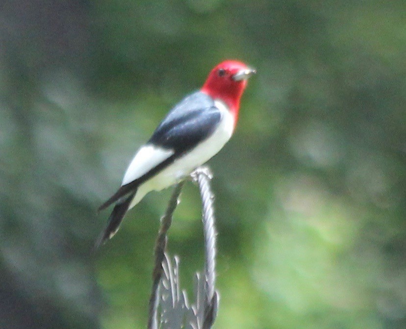 Red-headed Woodpecker - ML453256431