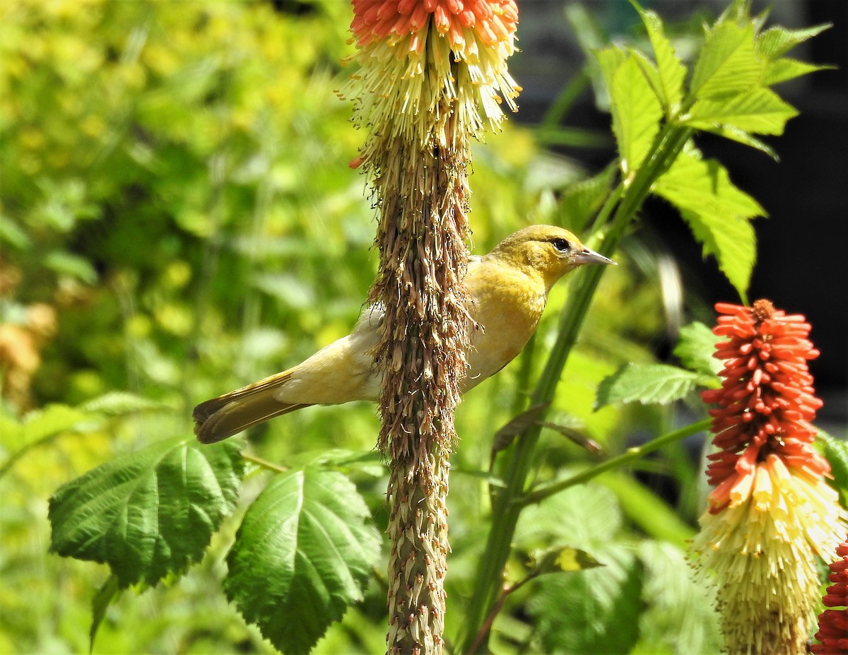 Bullock's Oriole - Nels Nelson