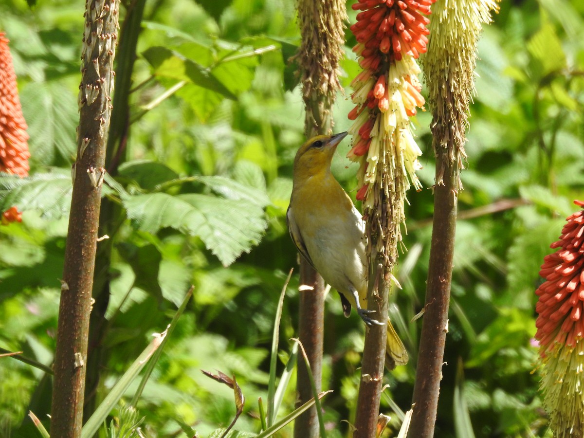 Oriole de Bullock - ML453257221