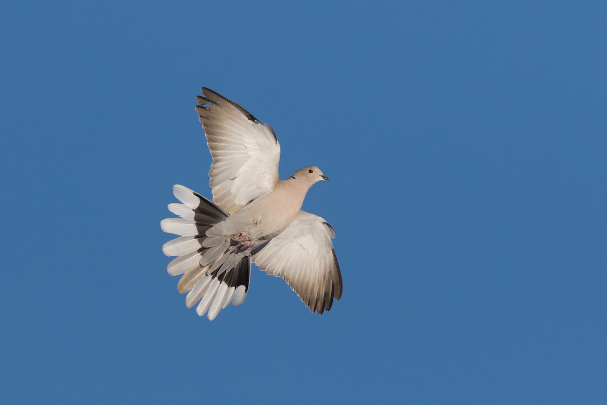 Eurasian Collared-Dove - Jesse Amesbury