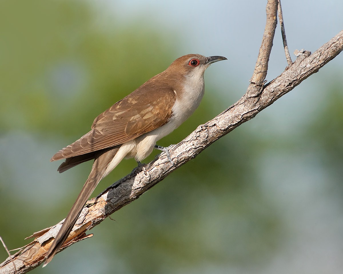 Black-billed Cuckoo - ML453257531