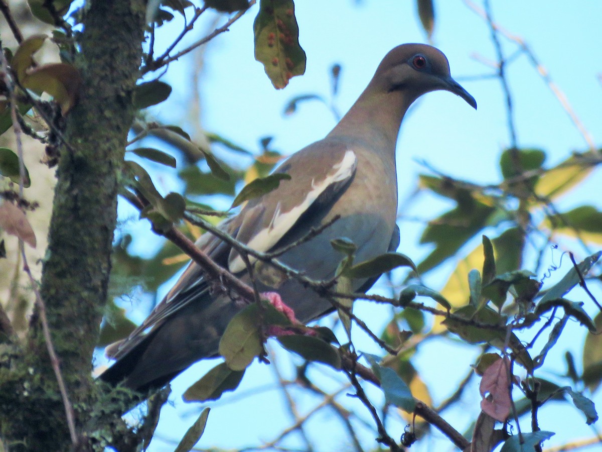 White-winged Dove - ML45325771