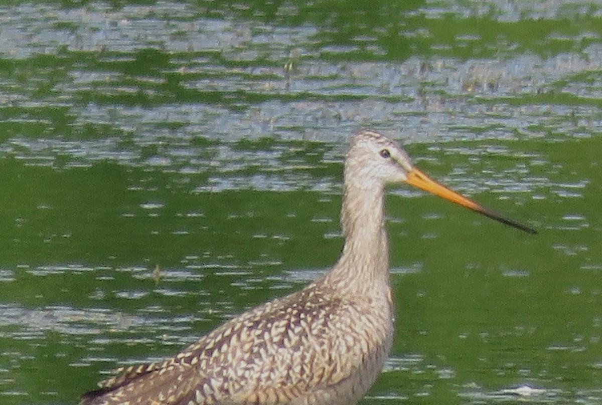 Marbled Godwit - ML453257851