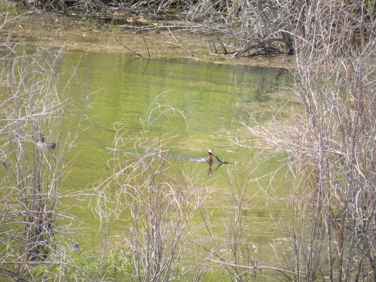 Red-necked Grebe - ML453257921