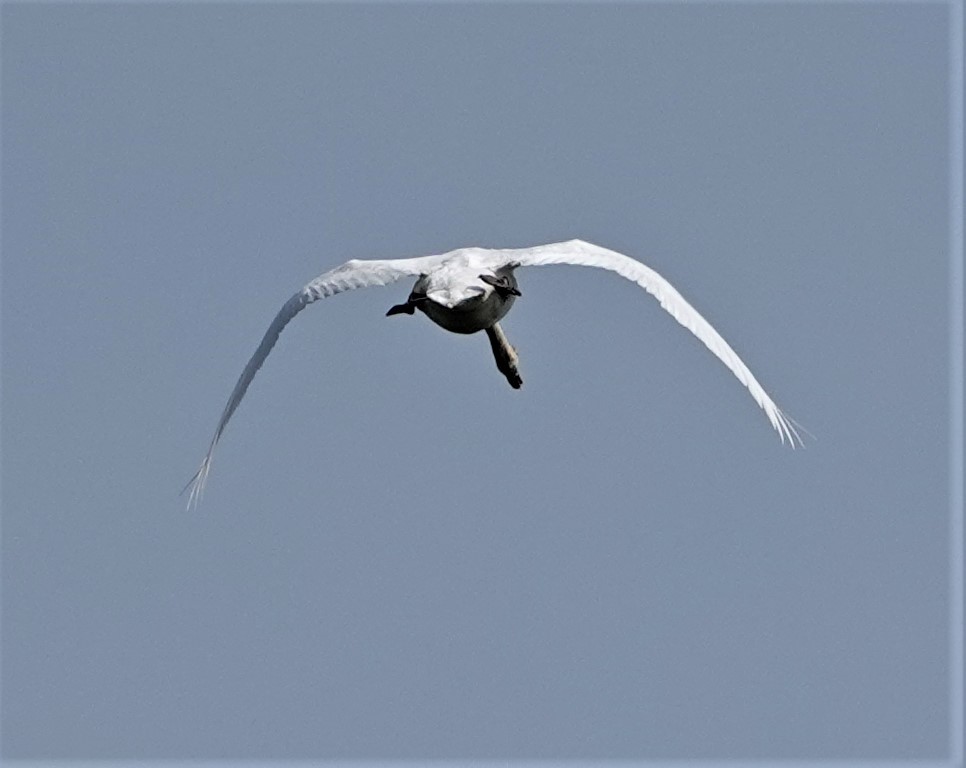 Cygne tuberculé - ML453258141