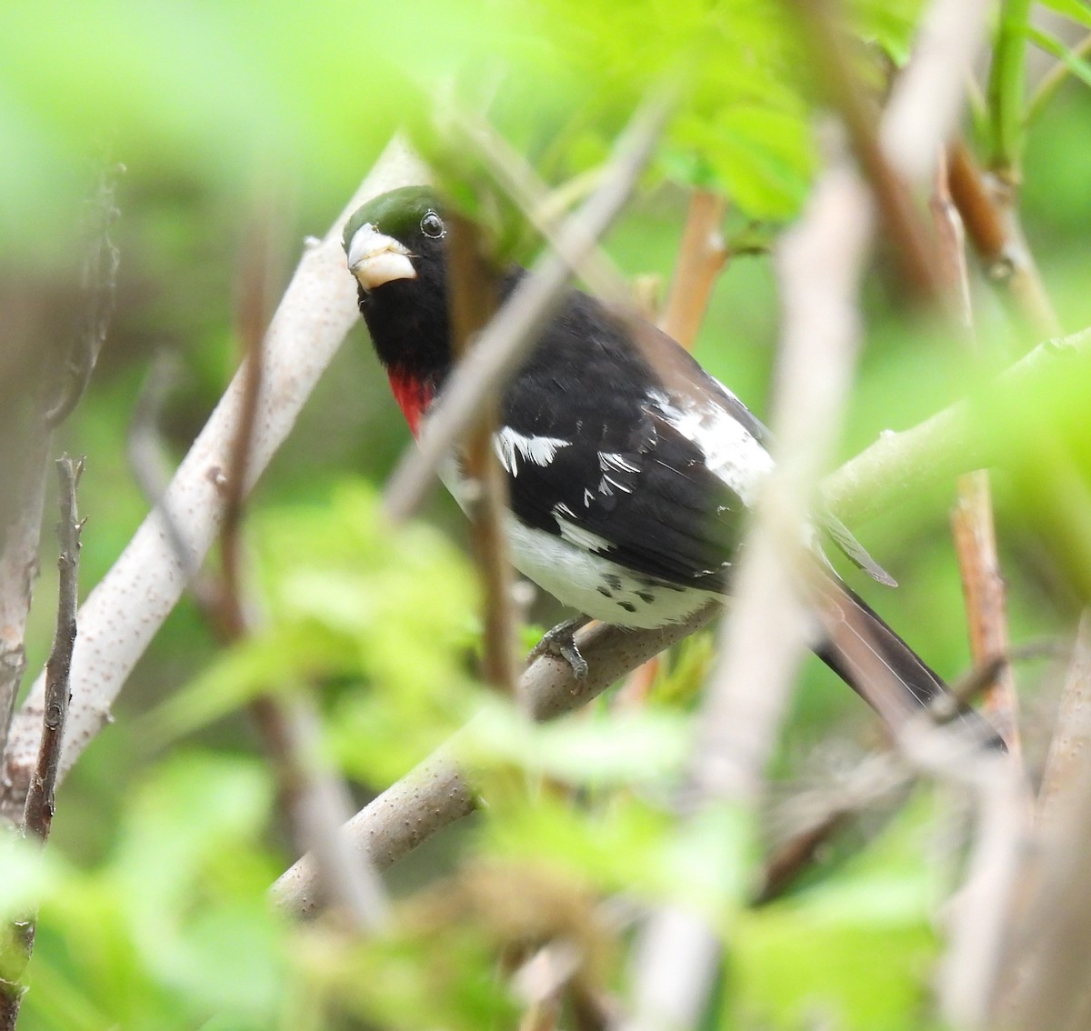 Rose-breasted Grosbeak - Donna Kenski