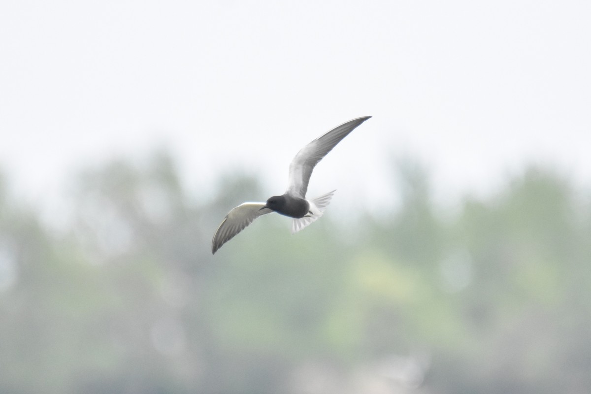 Black Tern - ML453258951