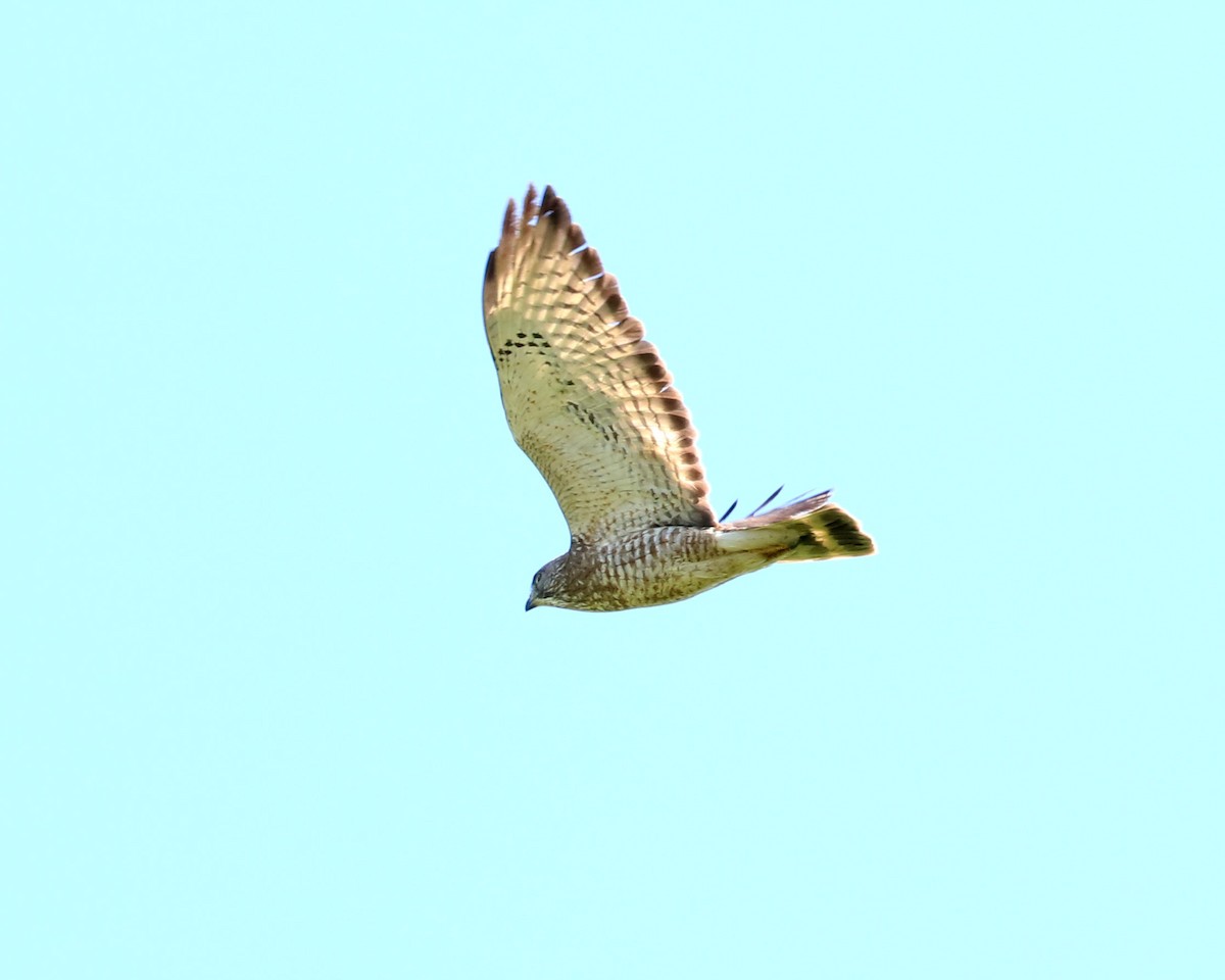 Broad-winged Hawk - ML453261871