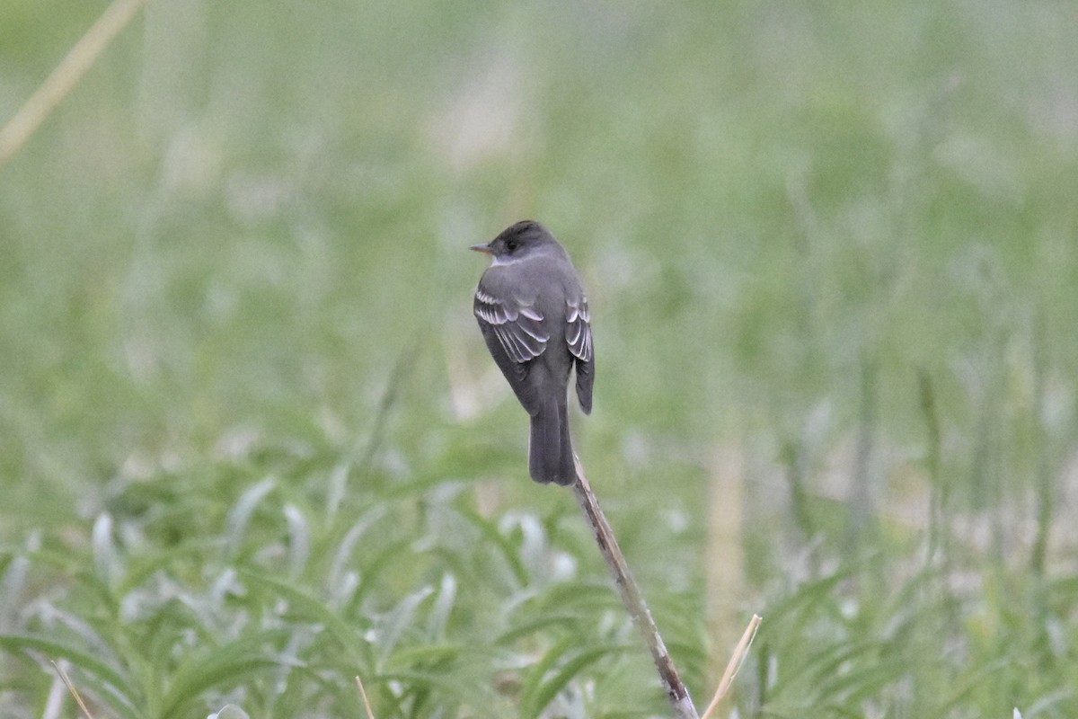 Eastern Wood-Pewee - Hannah Leabhart