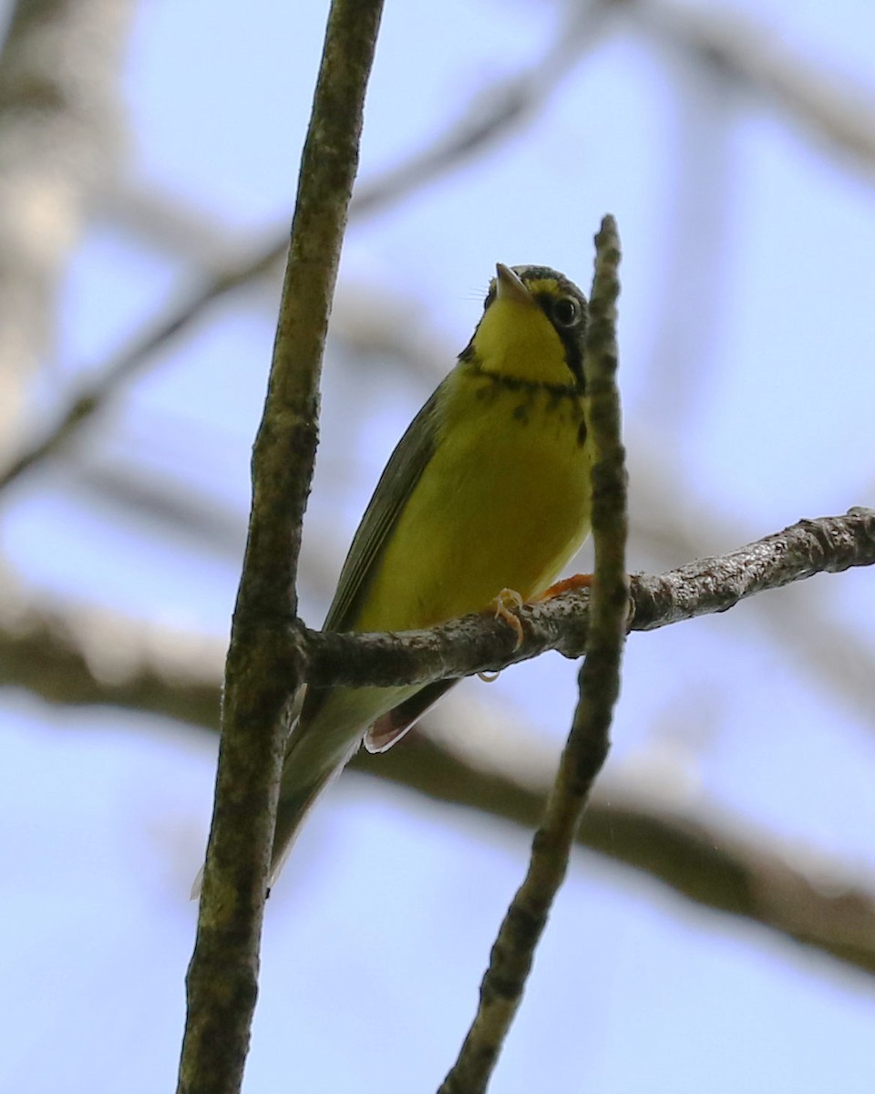 Canada Warbler - ML453262011