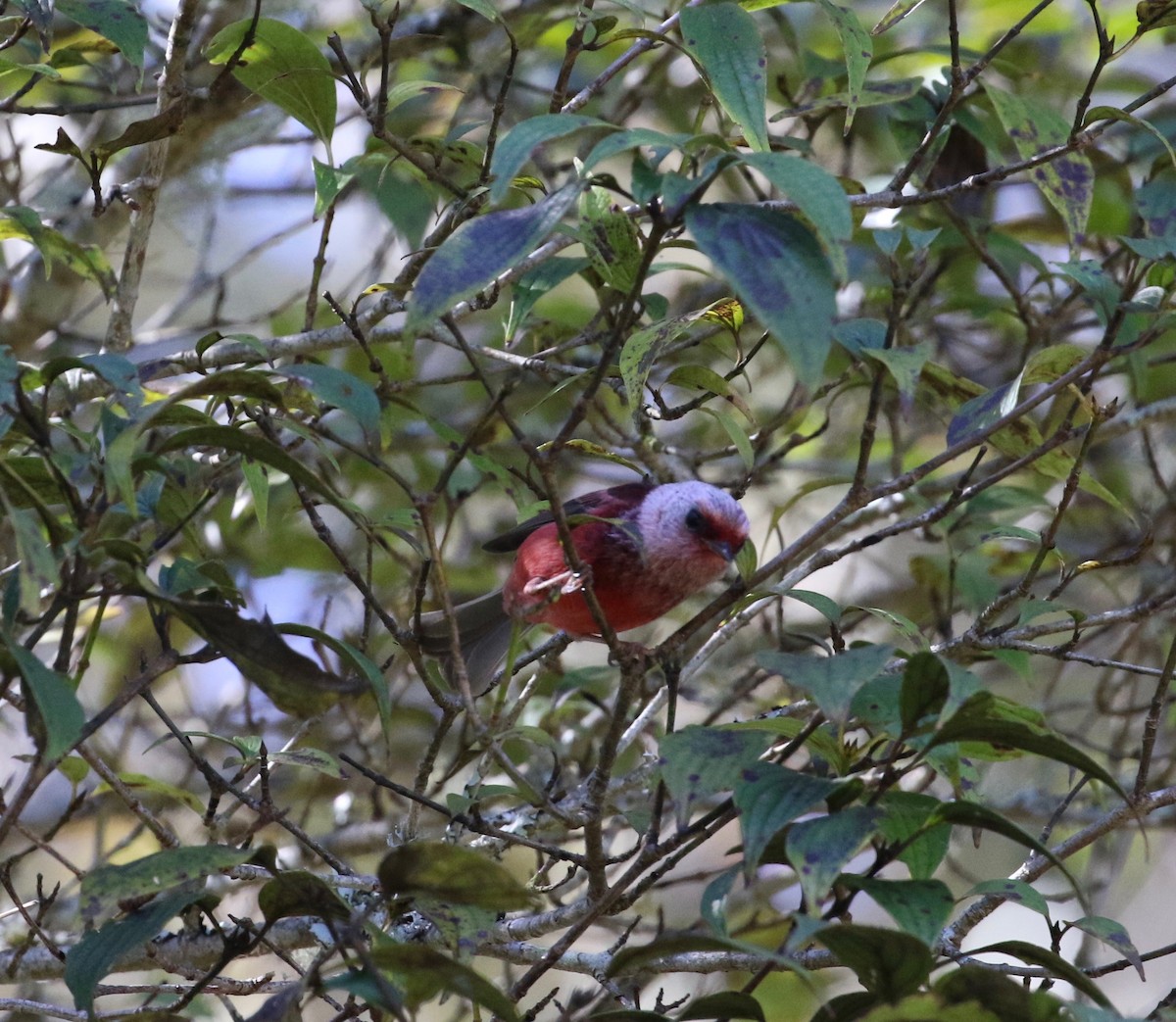 Pink-headed Warbler - Dan Waggoner