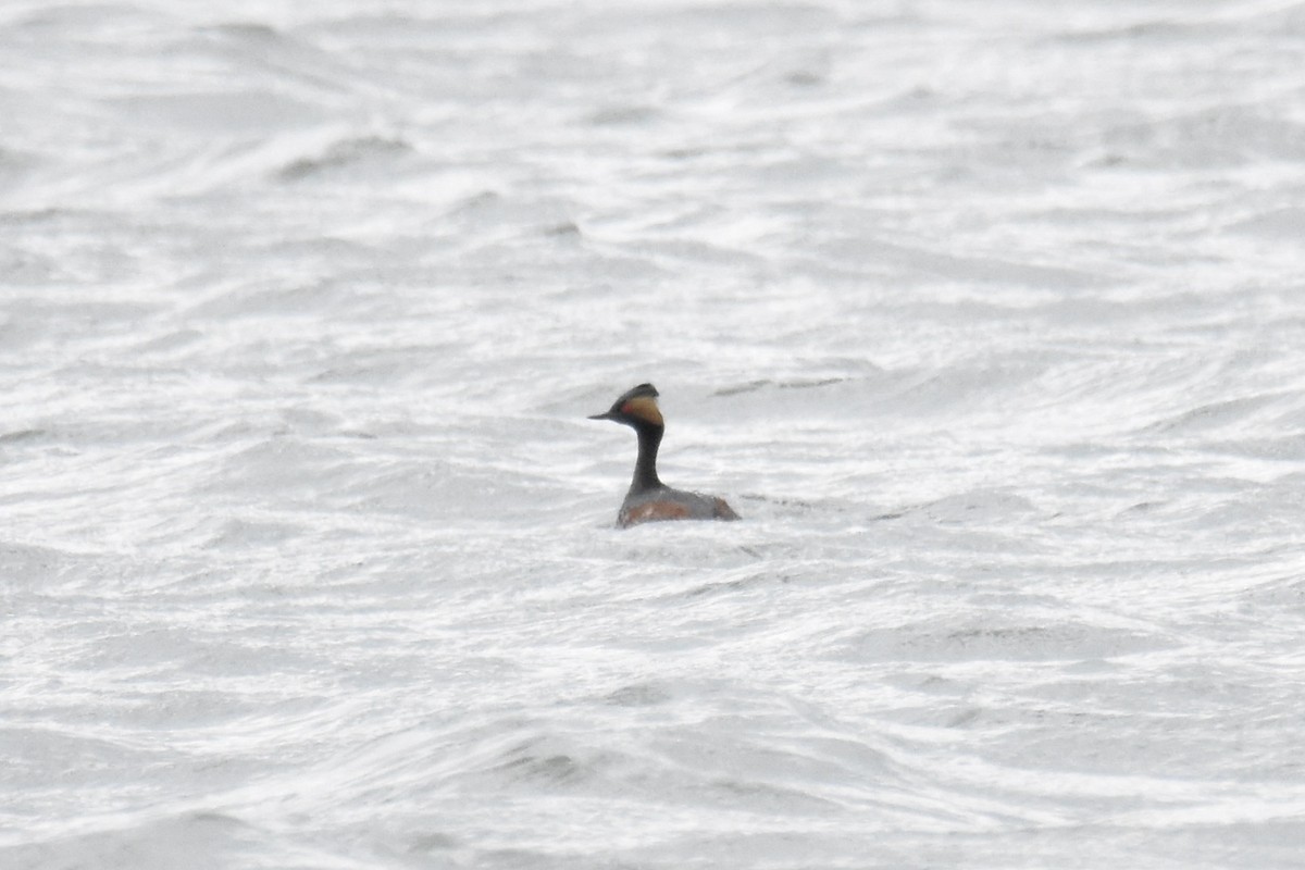 Eared Grebe - Hannah Leabhart