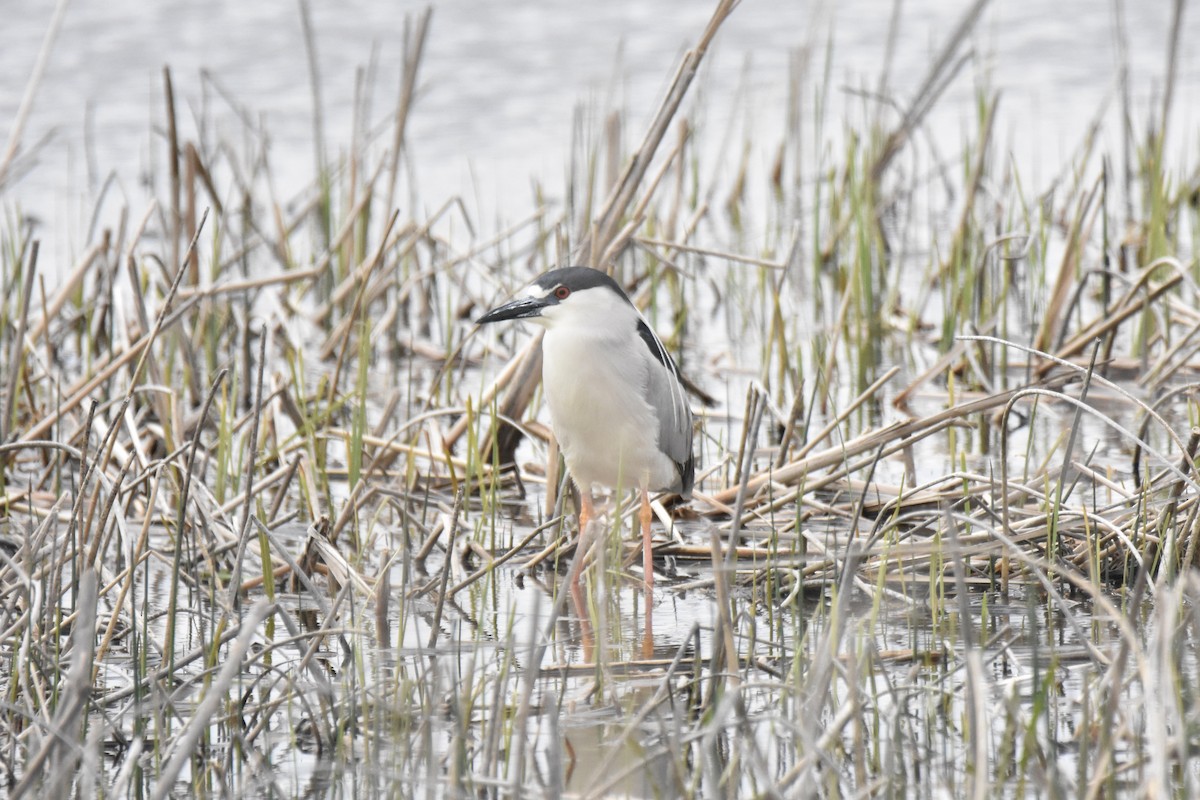 Black-crowned Night Heron - ML453264491