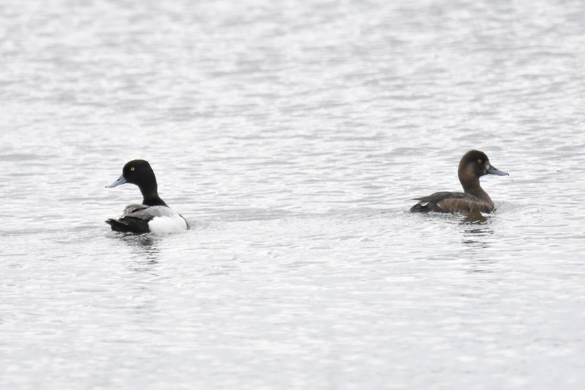 Lesser Scaup - Hannah Leabhart