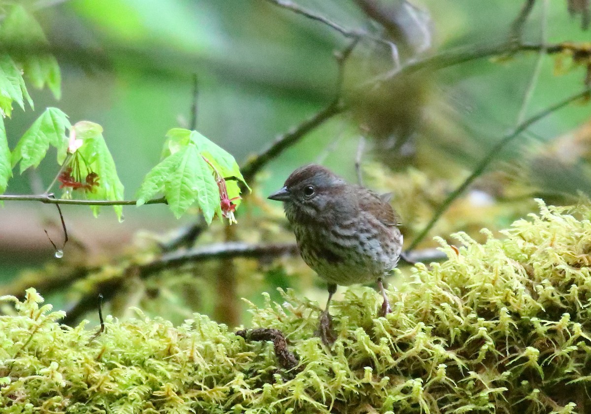 Song Sparrow - ML453265151