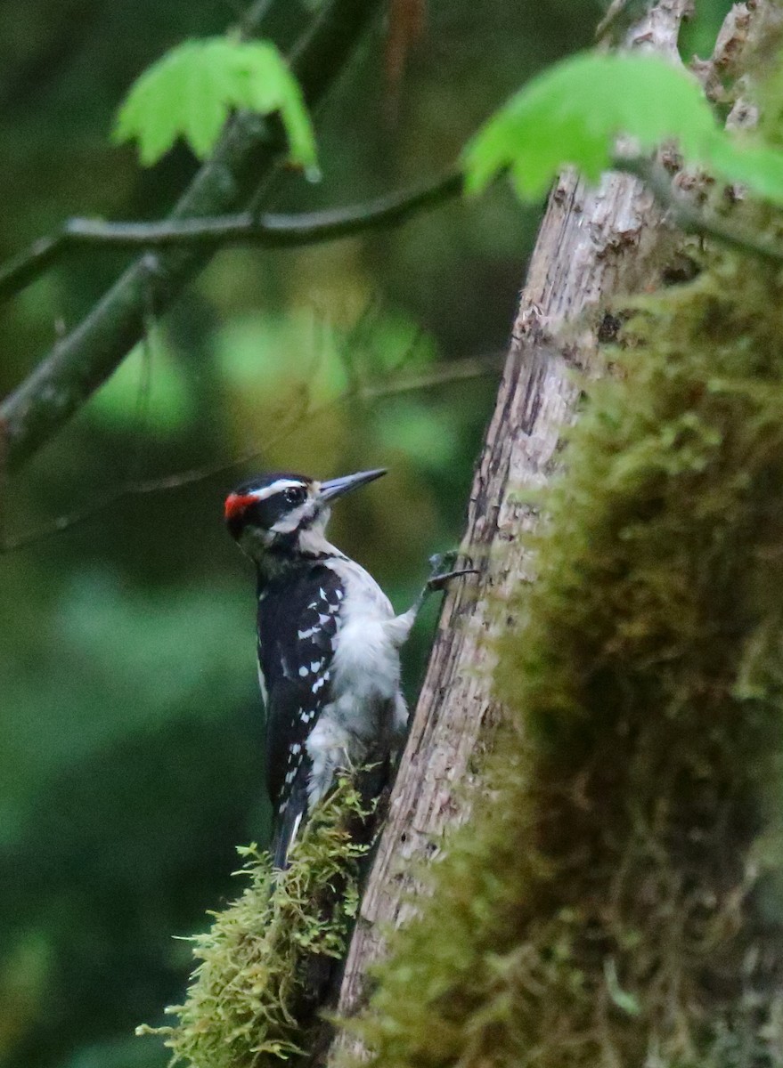 Hairy Woodpecker - ML453265221