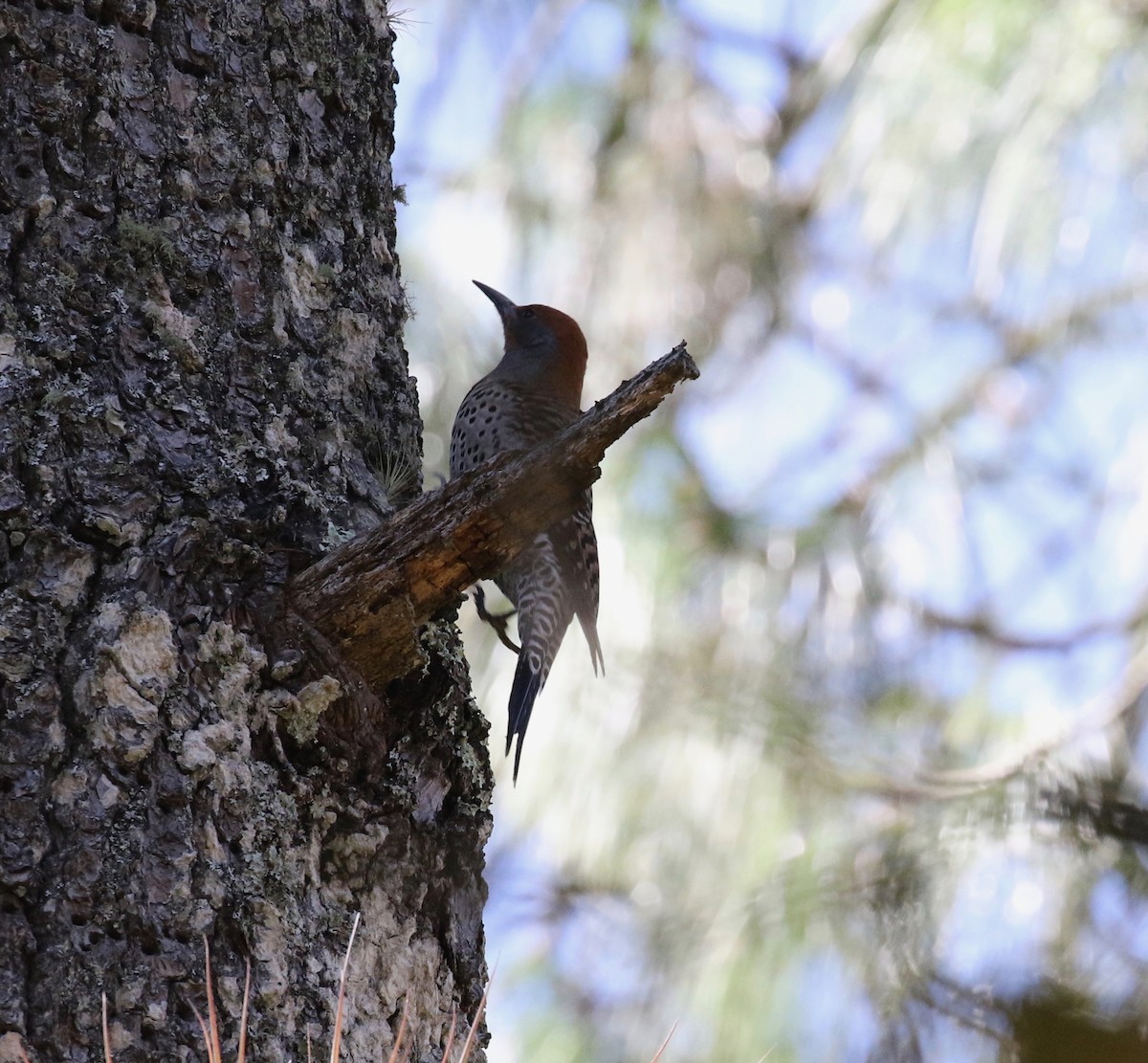 Northern Flicker (Guatemalan) - ML453265701