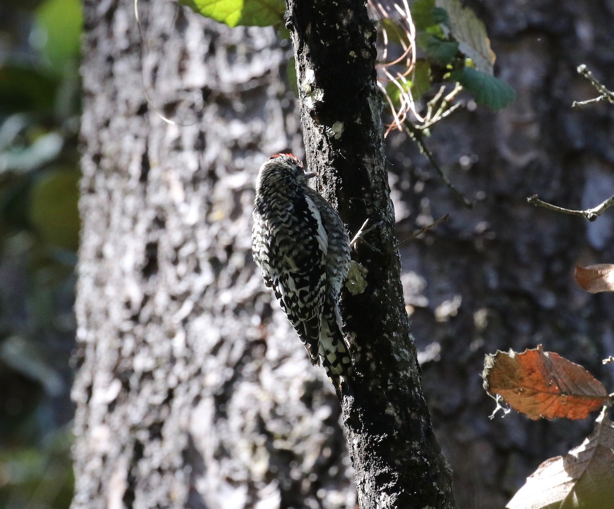 Yellow-bellied Sapsucker - Dan Waggoner