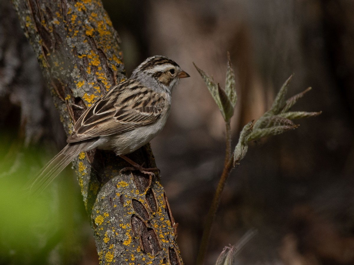 Clay-colored Sparrow - ML453266281