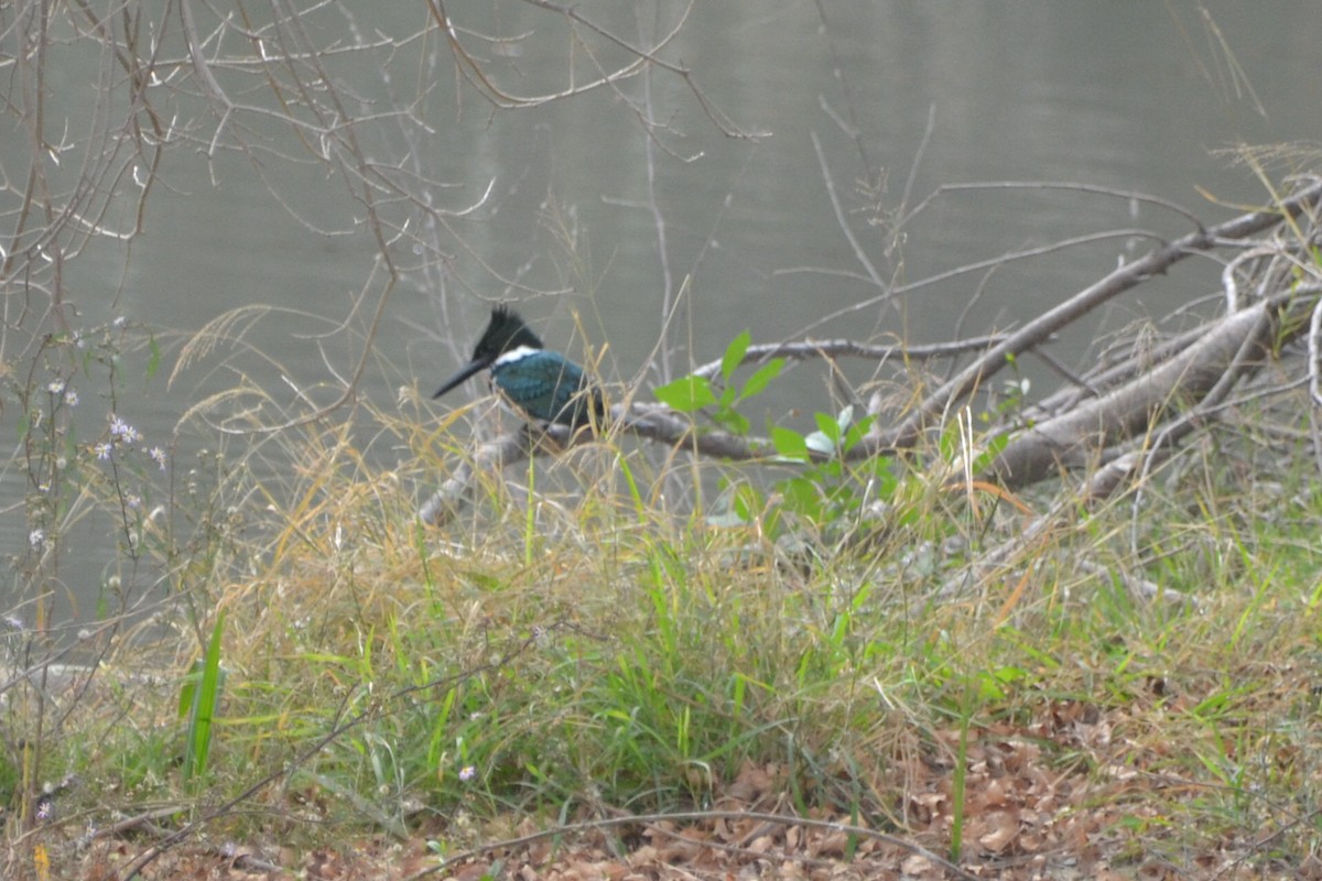Amazon Kingfisher - ML45326671
