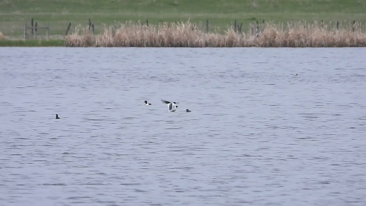 Sabine's Gull - ML453266801