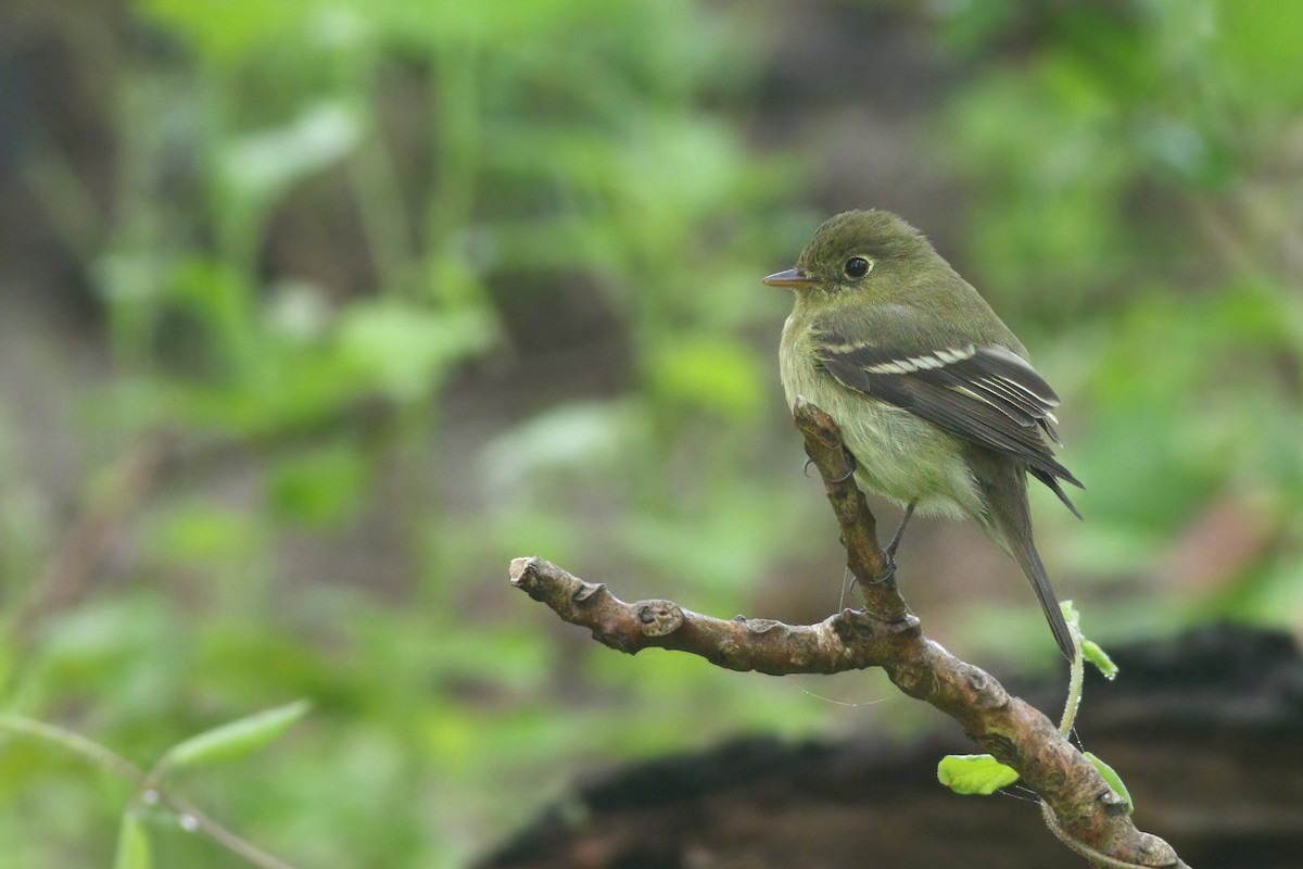 Yellow-bellied Flycatcher - Jeff Ellerbusch