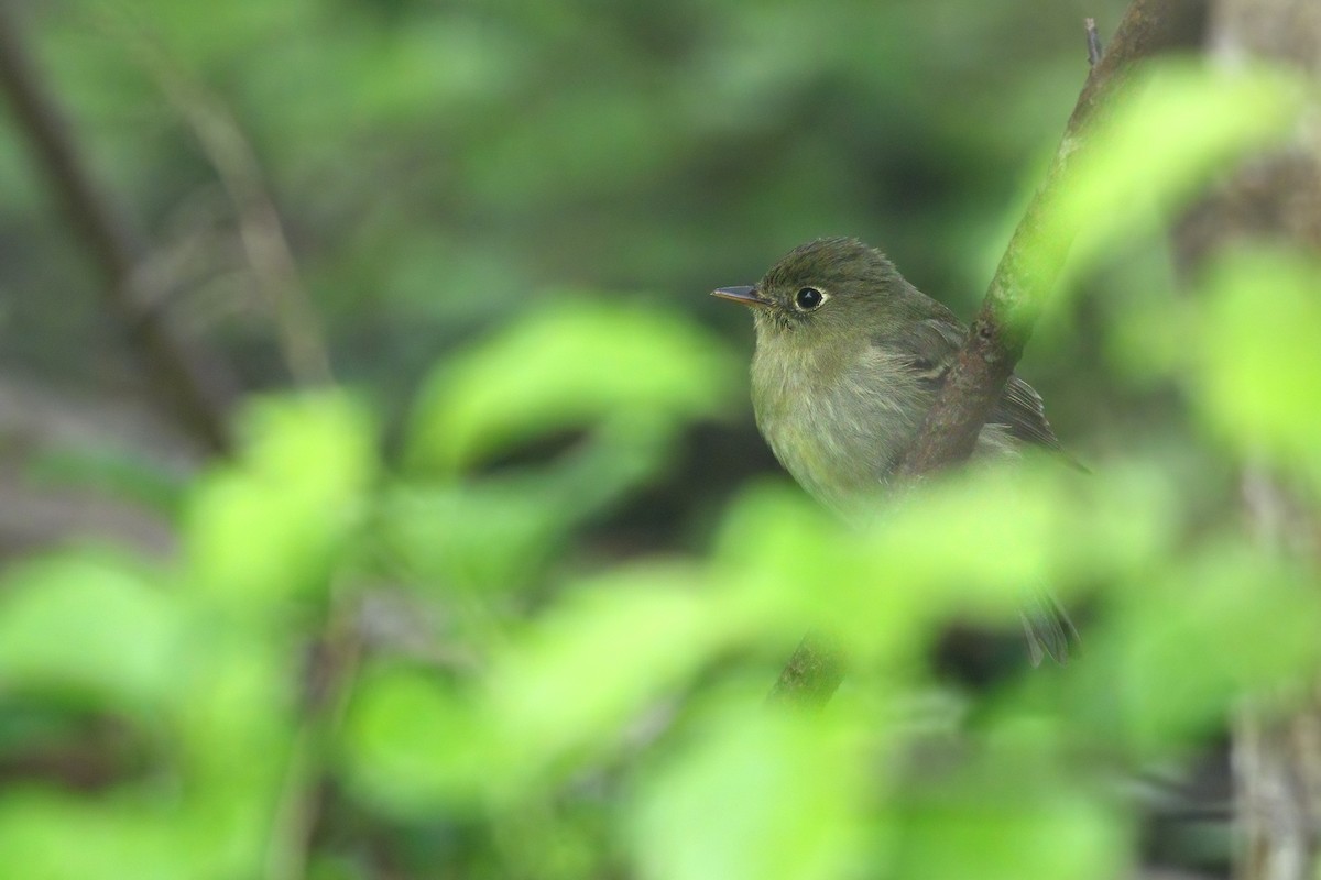 Yellow-bellied Flycatcher - Jeff Ellerbusch