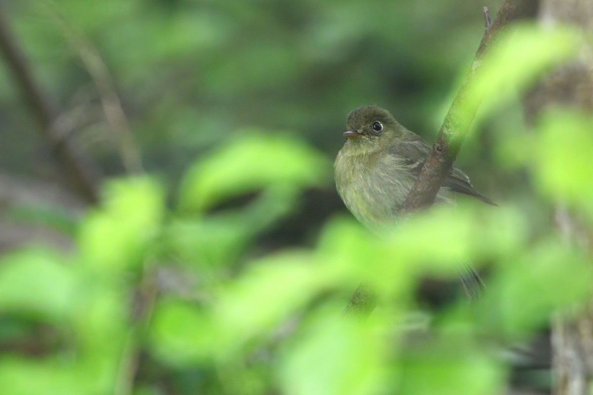 Yellow-bellied Flycatcher - Jeff Ellerbusch