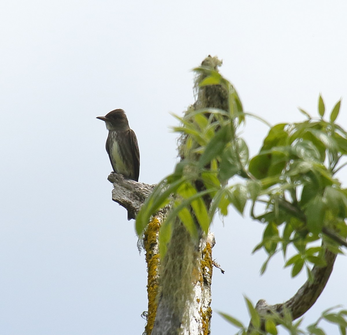 Olive-sided Flycatcher - ML453267971