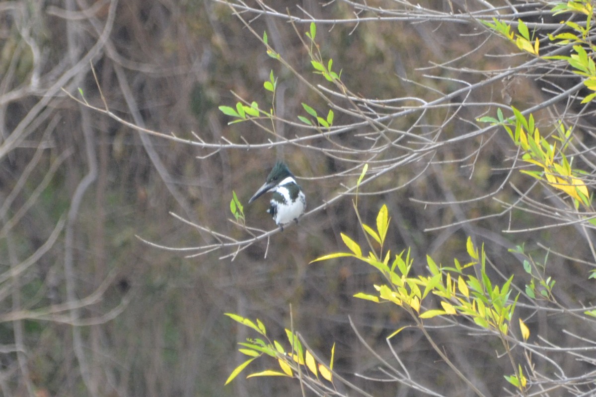 Amazon Kingfisher - ML45326831