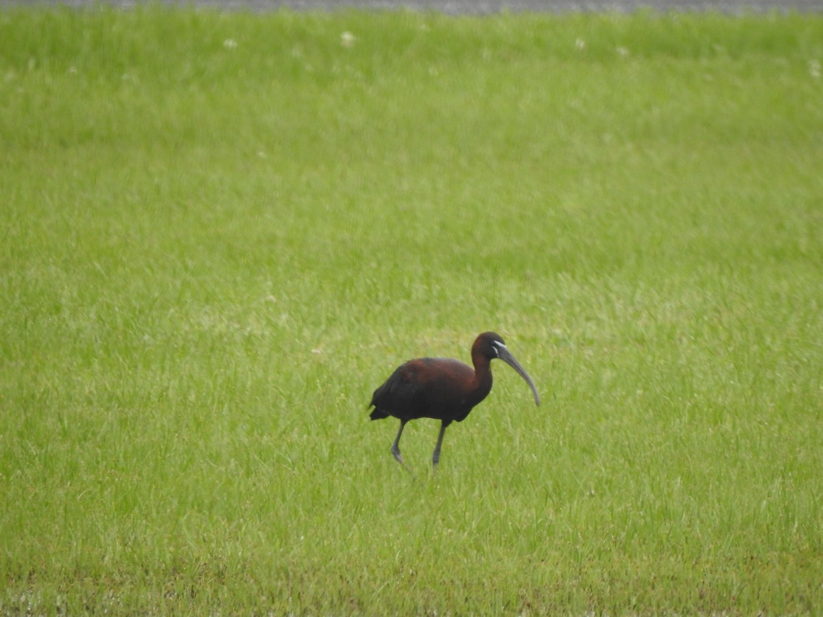 ibis hnědý - ML453270741