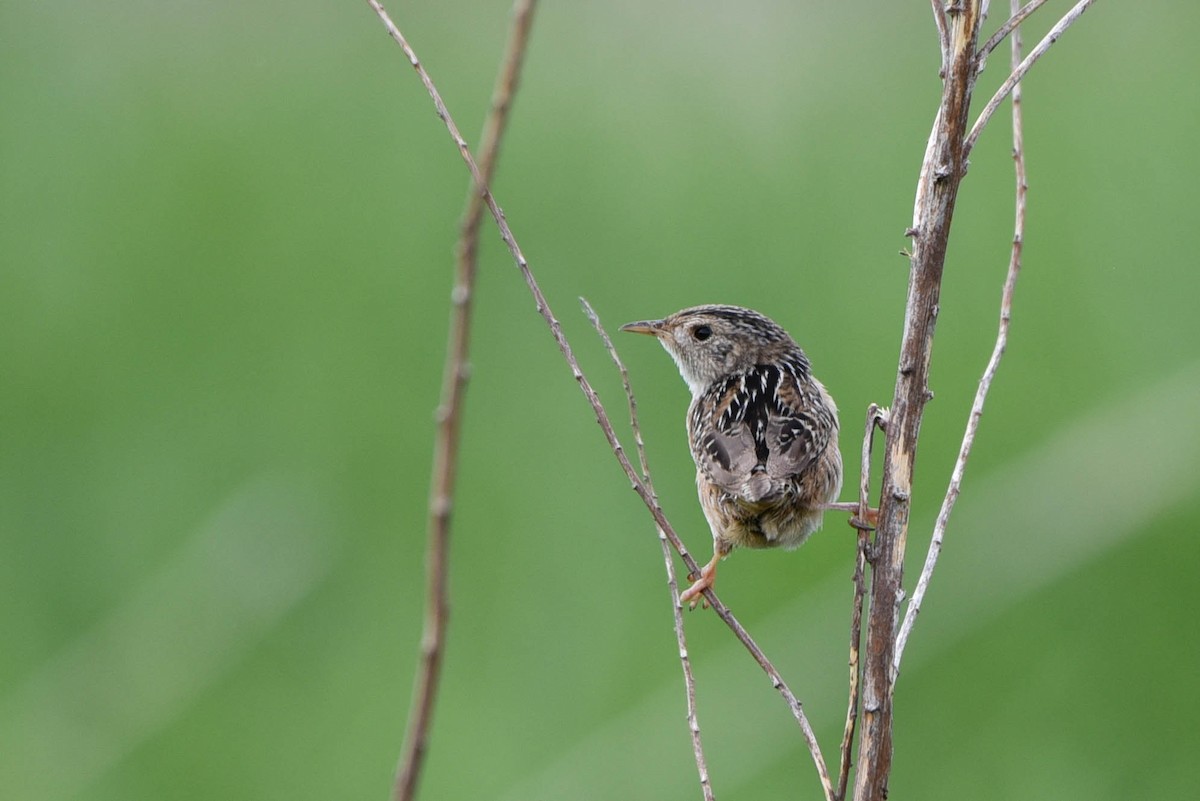 Sedge Wren - Andrea Heine