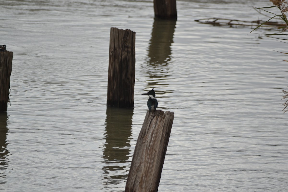 Amazon Kingfisher - ML45327191