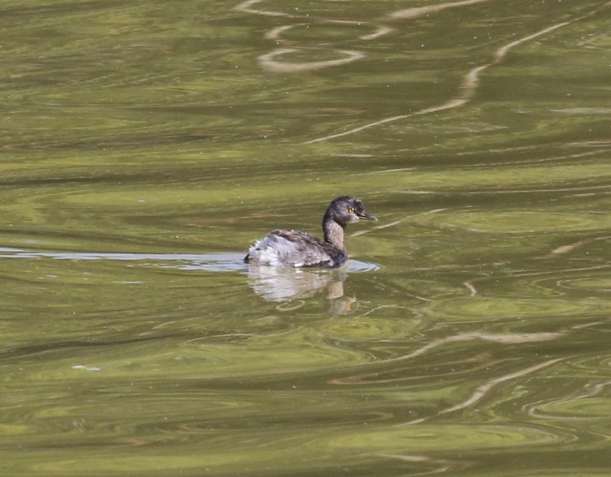 Least Grebe - Dan Waggoner