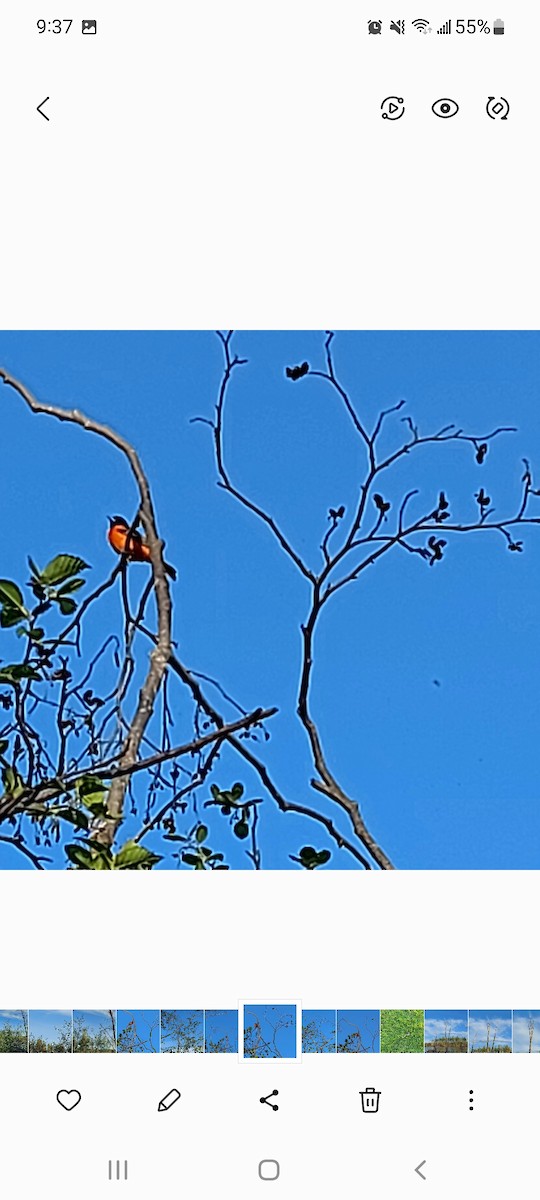 Baltimore Oriole - ML453274961