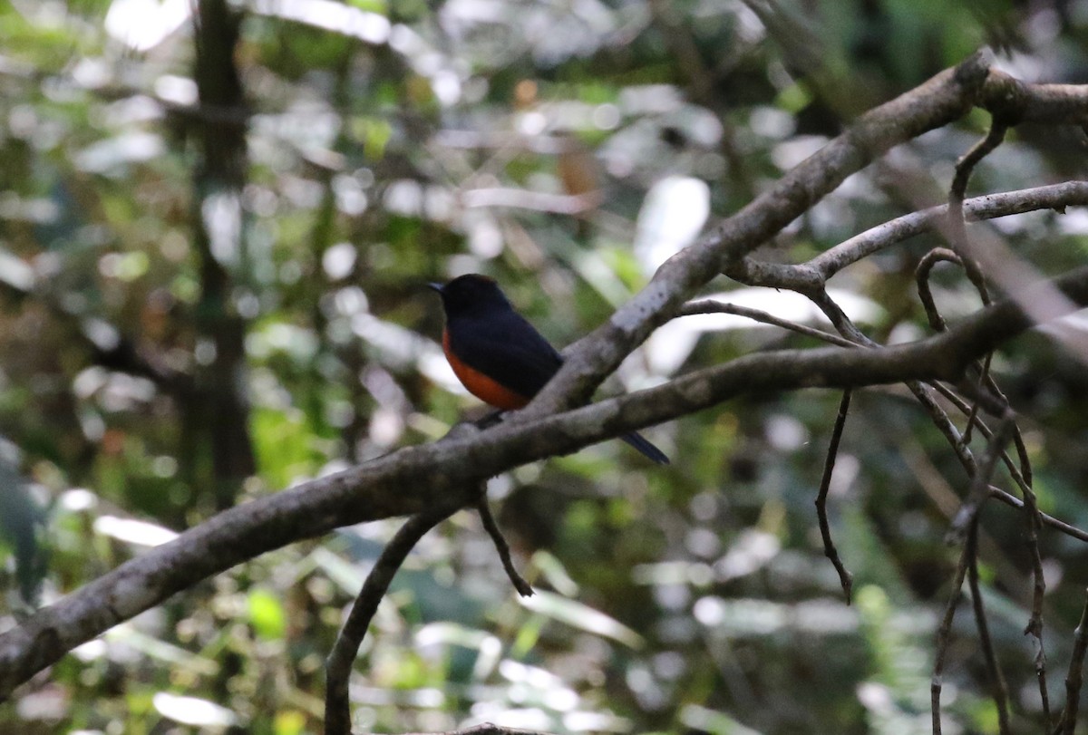 Slate-throated Redstart - ML453276611