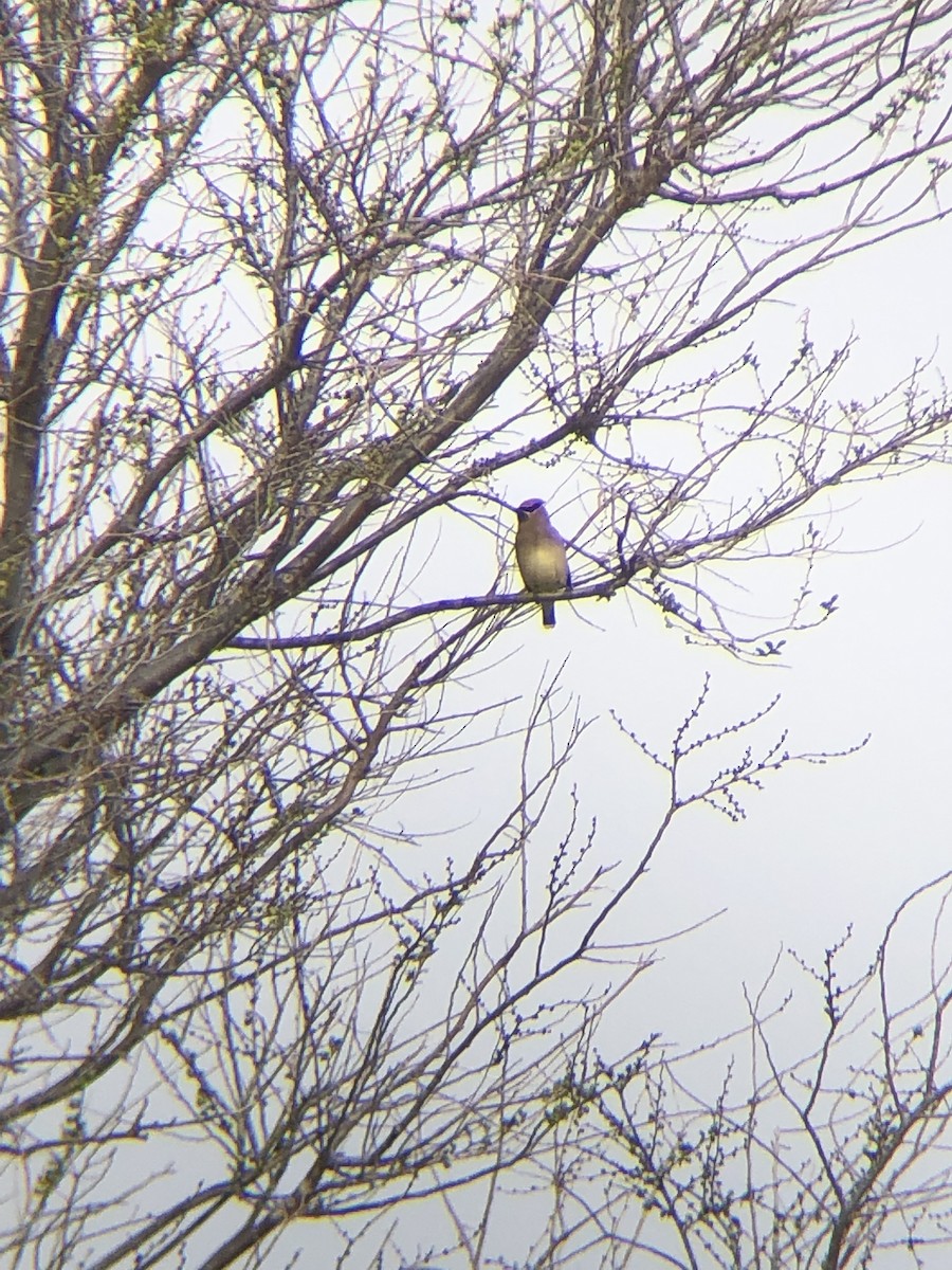 Cedar Waxwing - ML453277661