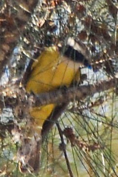 Great Kiskadee - ML453278011