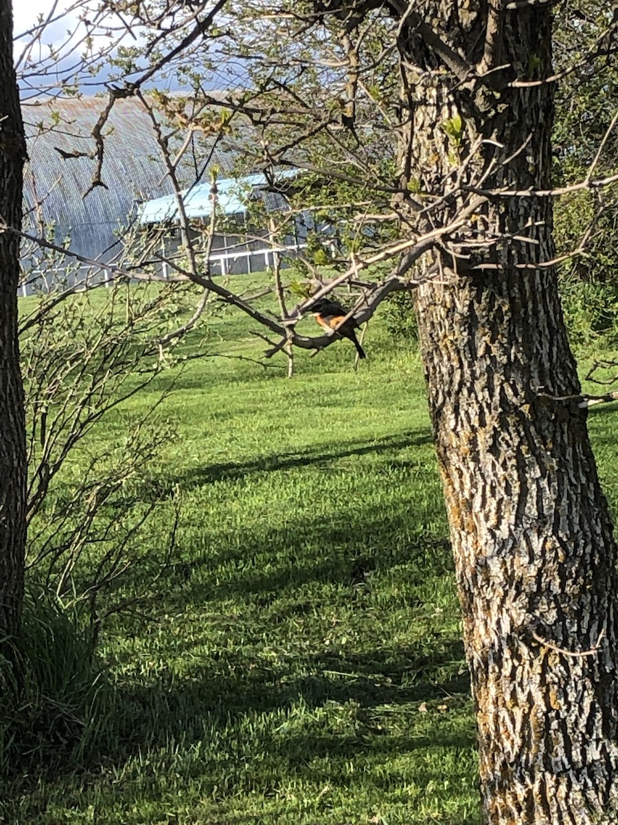 American Redstart - ML453278841